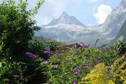 Stoaberg-Roas Bild 7
